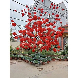 Combo 10 Lồng Đèn Đỏ Trang Trí Tết Bằng Nilon Chống Nước Mẫu Đèn Tổ Ong - Hàng Chính Hãng MINIIN