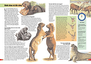 Sách Bách Khoa Tri Thức Cho Trẻ Em - Câu Hỏi Và Trả Lời (Tái Bản)