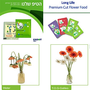 Bột Cắm Hoa ISRAEL (Combo 50 gói dưỡng hoa), Hiệu Longlife giữ hoa tươi lâu gấp 2 lần và 14 ngày không thay nước mới