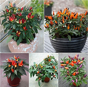 Hạt giống Ớt kiểng nhiều màu - Ớt ngũ sắc VTP80