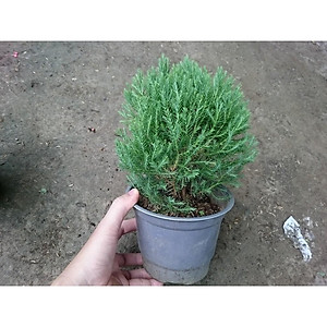 Cây Tùng Bồng Lai - cây cảnh để bàn + tặng phân bón cho cây