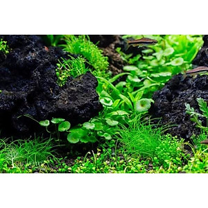 Đá nham thạch cho bể cá 1.2KG cao cấp, vật liệu lọc nước hồ thủy sinh, trang trí bể cá cảnh, trồng lan