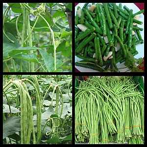 Hạt giống đậu đũa cao sản hạt đen dạng leo VTS23