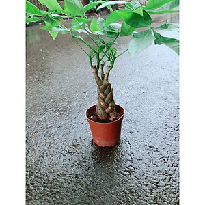 Cây Kim Ngân Bính - Cây cảnh phong thủy May Mắn + Tặng phân bón cho cây mau lớn