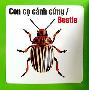 Từ Điển Hình Ảnh Cho Bé - Côn Trùng
