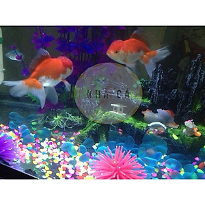 200g ĐÁ XANH PHỦ MỜ LÓT NỀN BỂ CÁ - ĐÁ THẦN KÌ - ĐÁ TRANG TRÍ HỒ CÁ