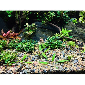 Sạn suối thiên nhiên trải nền bể cá - Bể BioTop - Sỏi suối trải nền thuỷ sinh - Hồ cá cảnh - bể cá