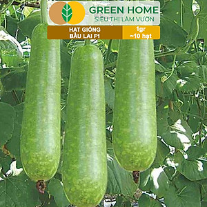 Hạt Giống Bầu Lai Greenhome, Gói 1gr~10 hạt, Dễ Trồng Quanh Năm, Nảy Mầm Cao, Thu Hoạch Nhanh, Năng Suất Cao T09