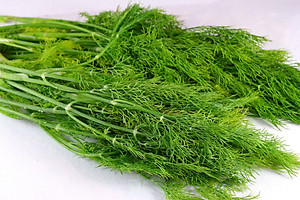 Hạt giống Thì Là bốn mùa VTS83