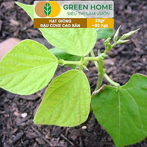 Hạt Giống Đậu Cove Greenhome, Gói 20gr~90 hạt, Dễ Trồng Quanh Năm, Nảy Mầm Cao, Thu Hoạch Nhanh, Năng Suất Cao T07