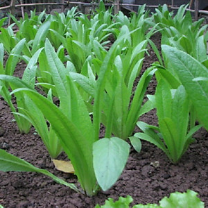 Hạt giống Cải Nhíp đăc sản Sóc Trăng 10g