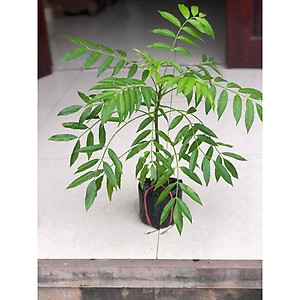 Cây cóc thái ra quả siêu sớm (ảnh thât)