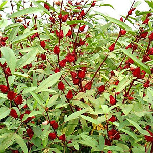 Hạt giống Atiso Đỏ VTS51