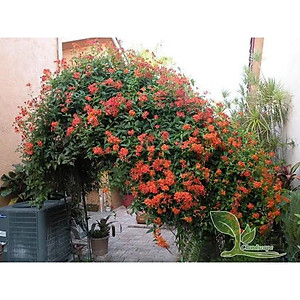 Cây hoa đăng tiêu - cây cảnh vườn + tặng phân bón cho cây