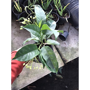 Cây Tên Lửa - Cây cảnh vườn + Tặng phân bón cho cây mau lớn