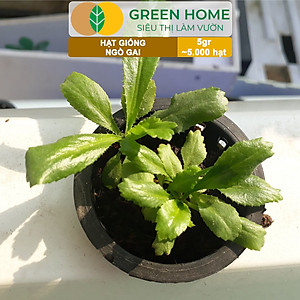 Hạt Giống Ngò Gai Greenhome, Gói 5gr~5000 hạt, Mùi Tàu, Dễ Trồng Quanh Năm, Nảy Mầm Cao, Thu Hoạch Nhanh, Năng Suất Cao G08