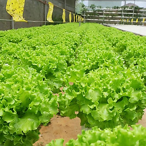 MIẾNG DÁN VÀNG BẪY CÔN TRÙNG NHẬP KHẨU ISRAEL DÙNG TRONG NÔNG NGHIỆP SẠCH NHƯ RAU THỦY CANH, RAU KHÍ CANH VÀ NÔNG NGHIỆP SẠCH (SET 20 ME2T DÀI). Kích thước ngang 0.18M x Dài 20M trải nghiệm