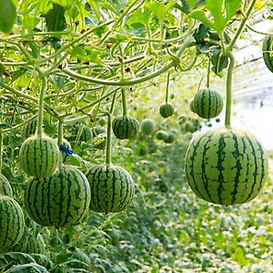 Hạt giống Dưa hấu Baby - dưa hấu quả táo VTS185