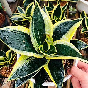 Cây Lưỡi Hổ Búp Sen - Cây cảnh mini để bàn + Tặng phân bón cho cây mau lớn