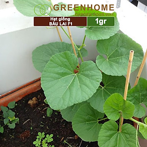 Hạt Giống Bầu Lai Greenhome, Gói 1gr~10 hạt, Dễ Trồng Quanh Năm, Nảy Mầm Cao, Thu Hoạch Nhanh, Năng Suất Cao T09
