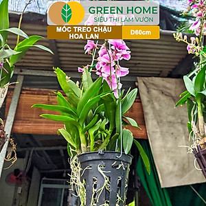 10 Móc Treo Chậu Lan Greenhome, D60Cm, Thiết Kế Tối Giản, Thẩm Mỹ, Treo Lan, Chậu Hoa, Dễ Sử Dụng