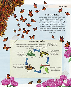 Sách - Amazing Animal Journeys - Những Chuyến Di Cư Và Hành Trình Phi Thường Nhất! - Bìa Cứng