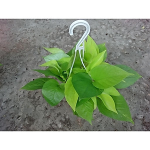 Cây Trầu Bà Tim Vàng - cây cảnh để trong nhà + tặng phân bón cho cây