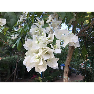 Cây Bông Giấy Trắng - Cây cảnh vườn + Tặng phân bón cho cây