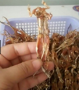 500gr khô nhái - Bếp Ấm