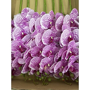 Cành lan hồ điệp giả cao cấp - 1 cành - 9 bông - dài 100cm - Cây giả, hoa lụa Decor trang trí nhà cửa