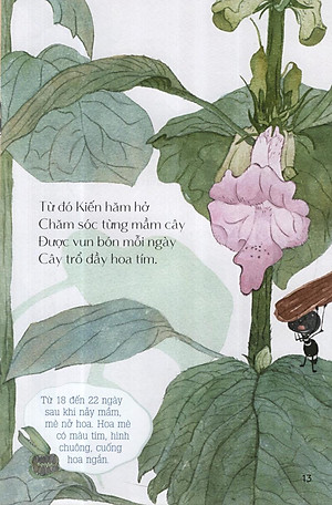 Sách Từ Những Hạt Mầm: Kiến Đen Tìm Mè