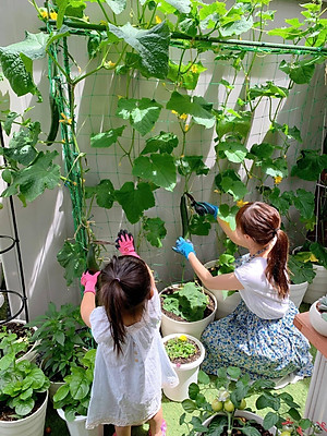 Lưới làm giàn cây leo, nhiều kích thước , độ bền cao, dễ lắp đặt, làm giàn bầu, mướp, bầu, bí