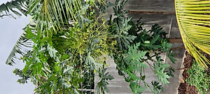 Bông đu đủ đực sấy lạnh xanh đẹp đặc sản Kon Tum