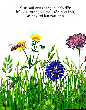 Sách Những Khám Phá Đầu Tiên Của Tớ: Hoa