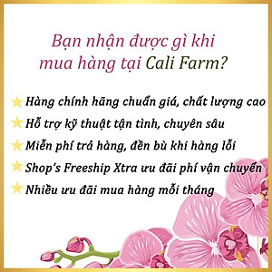 Hạt Giống Dưa Chuột Gai Mini Rado (1gr) - NON GMO - Hạt giống Rạng Đông, Chất lượng vượt trội !