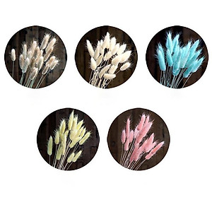 Cỏ Đuôi Thỏ Cỏ Khô Decor Trang Trí Để Bàn - 10 Bông