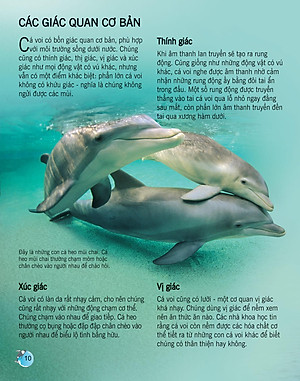 Sách Bách Khoa Tri Thức Về Khám Phá Thế Giới Cho Trẻ Em - Cá Voi Và Cá Heo (Tái Bản 2018)