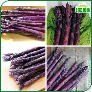 Hạt giống Măng Tây Tím - Hạt giống Rạng Đông