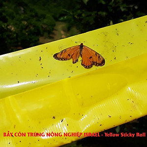 MIẾNG DÁN VÀNG BẪY CÔN TRÙNG NHẬP KHẨU ISRAEL DÙNG TRONG NÔNG NGHIỆP SẠCH NHƯ RAU THỦY CANH, RAU KHÍ CANH VÀ NÔNG NGHIỆP SẠCH (SET 20 ME2T DÀI). Kích thước ngang 0.18M x Dài 20M trải nghiệm