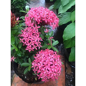 Mẫu Đơn Hồng Tím Sen ( bông trang hồng tím sen ) - cây cảnh vườn + tặng phân bón cho cây