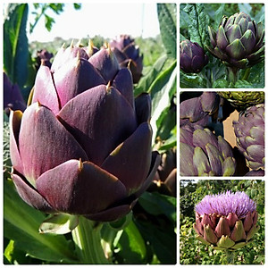 Hạt giống Atiso Đà lạt - Atiso tím VTS11