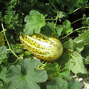 Hạt giống dưa gang - dưa bở cao sản giống khỏe năng suất cao VTP24