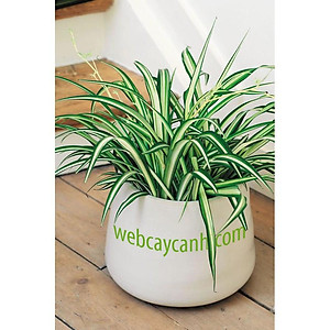 Cỏ Lan Chi - cây cảnh mini + Tặng phân bón cho cây mau lớn