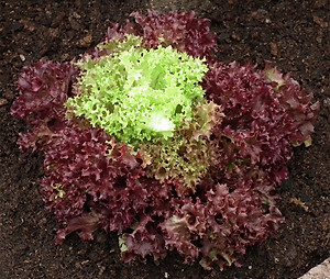 Bộ 2 Gói Hạt Giống Xà Lách Tím Lollo Rossa Phú Nông PN131981 (2g / Gói)