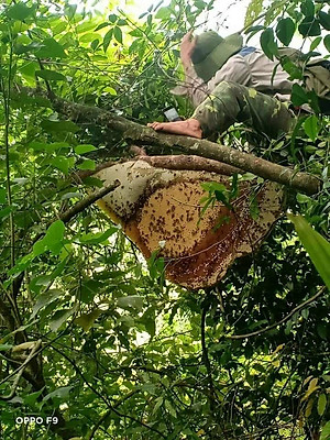 Mật ong rừng đặc sản Kon Tum nguyên chất (1lít))