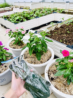 Bộ dụng cụ làm vườn trồng cây  3 món (thép xanh)