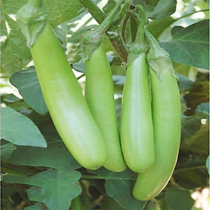 Hạt giống Cà Xanh Mỡ cao sản giống khỏe ngắn ngày năng suất cao VTS194