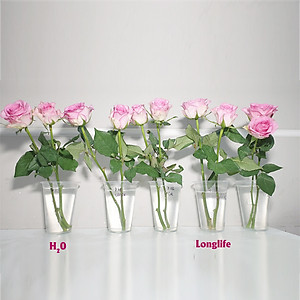 Dinh Dưỡng Giữ Hoa Hồng cắm bình Lâu Tàn - Food For Cut Flowers (Set 50 gói loại 5gr) giúp hoa luôn tươi mớ, cứng cáp gấp 2 lần và trong 14 ngày không thối nước hay cắt tỉa gốc hoa, nhập khẩu Israel