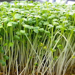 Hạt giống rau mầm củ cải trắng gói 100g VTS119