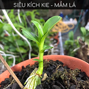 [Quà Tặng] Kích thích ra rễ cực mạnh ROOTKING lọ 20ml, dùng giâm chiết cành, kích rễ, hàng công ty